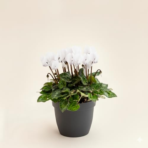Ciclamino Mini Bianco in Vaso | Pianta Ornamentale da Interno ed Esterno | Fiore Autunnale e Invernale, Resistente e Decorativo, Idea Regalo per la Casa o il Giardino | 1 Pianta