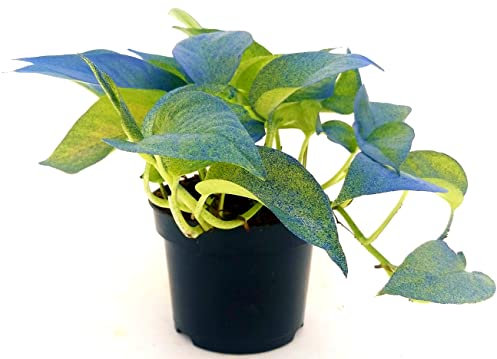 POWERS TO FLOWERS - POTHOS NEON COLOR LIFE BLU, v12cm, pianta vera