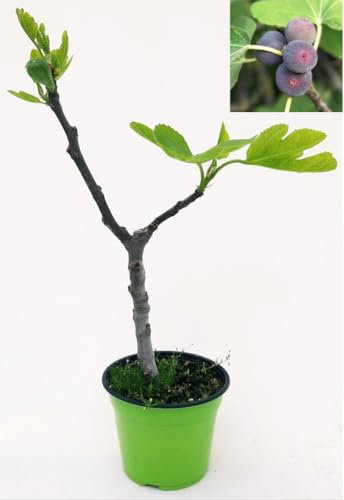 POWERS TO FLOWERS - FICO, FICUS CARICA NANO, VASO 14CM ALTEZZA 30CM, pianta vera