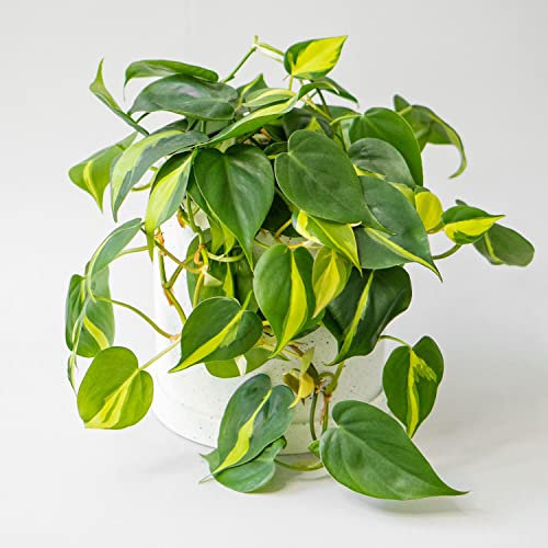 Easy Care Philodendron scandens Brasil Live Indoor Plant 12cm Grower's Pot
