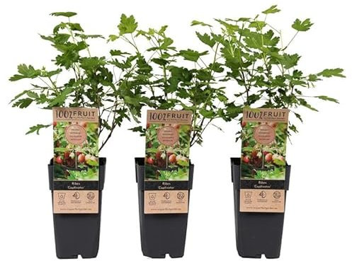 Stachellose Stachelbeere 'Captivator' (ca. 60 cm) – Süße, rote Beeren | Ribes uva-crispa – Ideal für Garten & Balkon | Einfach zu pflanzen, ertragreich & pflegeleicht