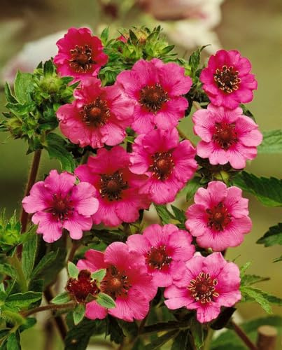 Potentilla nepalensis 'Miss Willmott' 9 cm Topf – Winterhart, Mehrjährig, Pflegeleicht – Fingerkraut – Staude für Beet & Rabatte