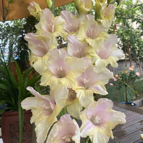 gladiolen zwiebeln winterhart mehrjährig - Gladiolus - bodendecker winterhart mehrjährig gladiolen knollen balkonblumen zwiebelblumen seltene pflanzen balkonpflanzen winterhart 3pcs