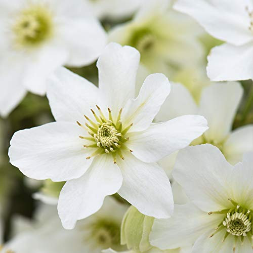 Thompson & Morgan Hardy Perennial Clematis ‘Avalanche’ Early Flowering Evergreen Climber, Potted Garden Plants Ideal for Cottage Gardens, Walls, Fences, Patio and Containers (1 x 3 Litre Pot)