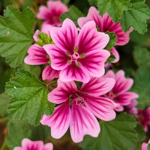 semillas de malva orgánicas de interior jardín sostenible pasto bonsái sombra decoración balcones 100pcs