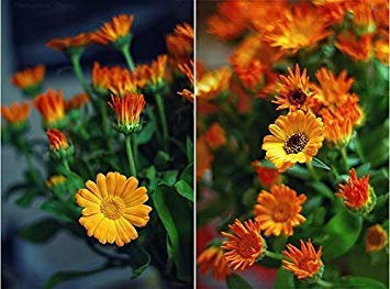 Semi di Fiore: Calendula-Fiesta Gitana Ibrida Misto Giardino Herge Giardino [Semi di Giardino Domtiche Eco Confezione] Pianta Semi