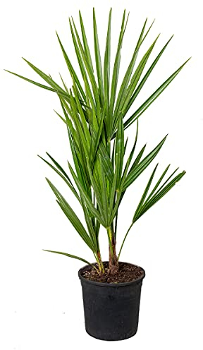 Bloomique - Chamaerops Humilis - Palmier nain européen - Palmier rustique - Plantes de jardin - Hauteur 40-50 cm - Pot 15 cm