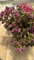 Sedum 'spot on deep rose', vaso 15cm foto reali