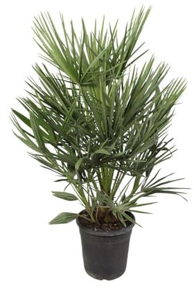 Grüne Zwergpalme Chamaerops humilis – Zimmerpflanze 100cm – Ø21cm – Mediterrane Palme – Winterhart – Pflegeleicht & Robust