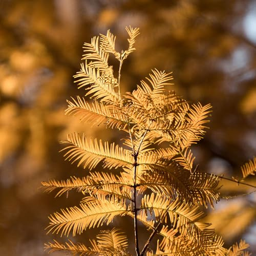 500 piezas Semillas de secuoya primitiva, resistentes al jardín decorativas, bancal elevado de interior purificadoras aire bonsai
