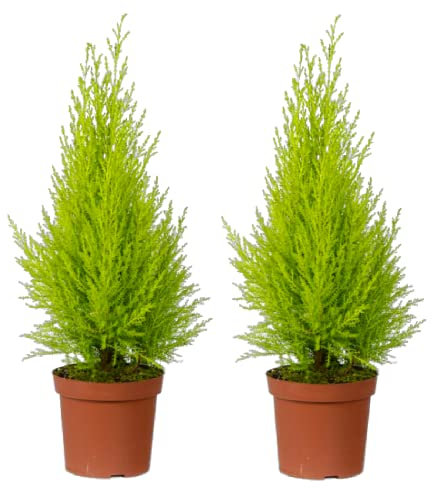 DECOALIVE Ciprés Goldcrest - Pack 2 Plantas - Árboles Amarillos para Exterior