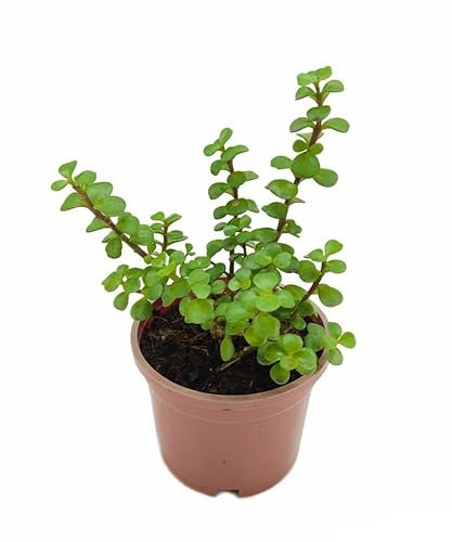 DECOALIVE Planta Suculenta Árbol del Dinero y la Abundancia Portulacaria Afra Verde