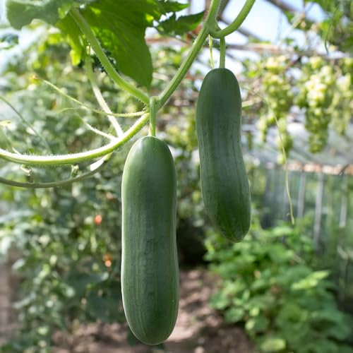 PREMIER SEEDS DIRECT - Cucumber - Party TIME F1-10 Seeds