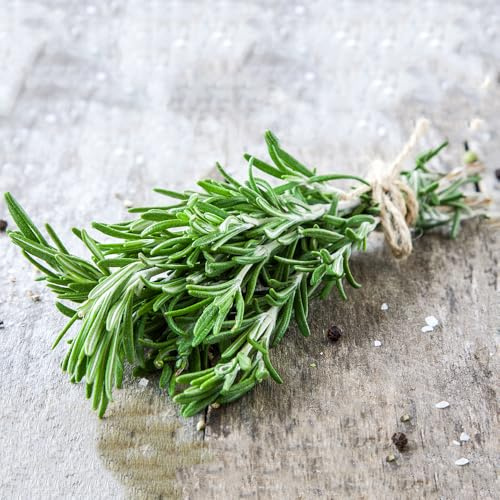 semi di rosmarino biologici - aiuola rialzata resistenti esterno balcone Giardino interno 350pcs