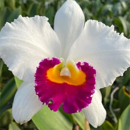 Cymbidium-rhizom, kolibriorkidéer, kvalitetsrhizom, hög kvalitet, vinterhård ryzom, Cymbidium-orkidé rhizom, 5lökar-J