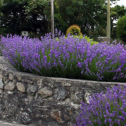 Stauden Gänge 10 x Lavandula angustifolia 'Munstead' (Staude/Stauden/Winterthart/Mehrjährig) Echter Lavendel - Stecklingsvermehrt - Tolle Lila Blüten - Sehr Insekten- und Bienenfreundlich