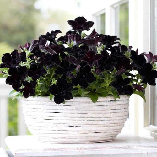 semillas de petunia colgantes perennes - exóticas resistentes, orgánicas 550pcs