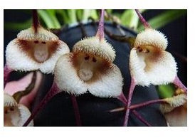 20 Semillas/Paquete de Lavanda de la Provenza Francesa Semillas - Muy fragante Puede Crecer Bien en Maceta o Bonsai