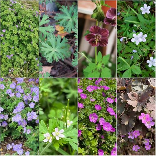semillas de geranio jardín de cortadas exóticas, sostenible prado perennes resistentes pasto perennes 200pcs