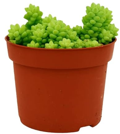 DECOALIVE Sedum Burro Planta Suculenta en Maceta para el Hogar