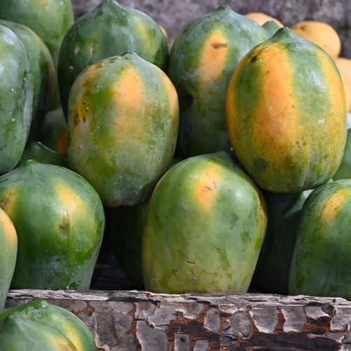 Semillas de plátano indio,orgánicas,resistentes al aire libre.jardín,jardín perennes resistentes columnares,50pcs
