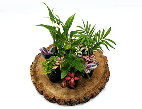 3 Closed Terrarium Plants • Small Mixed Terrarium Plants in 5cm Pot