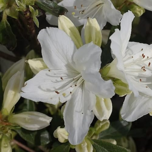 Azalée japonaise 'Blanc' – Azalea japonica 'Blanc' 25–30 cm pot | Arbuste décoratif, floraison blanche élégante