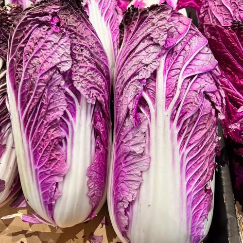 col china Reverdecimiento de tejados, de jardín del balcón interior verdes semillas orgánicas pak choi semillas orgánicas cocina 550pcs