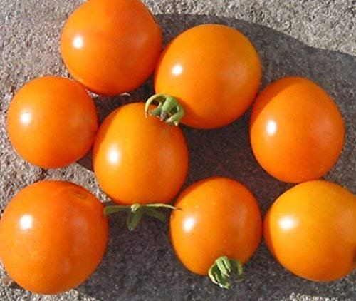 5 Pacchetti di 25 Semi Arancione Ciruela