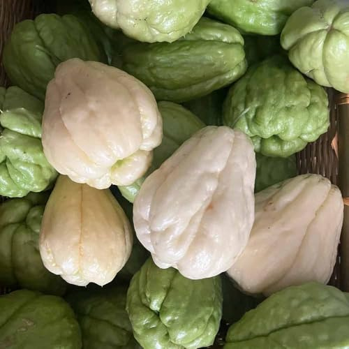 chayote - semi inverno resistenti interni 30pz