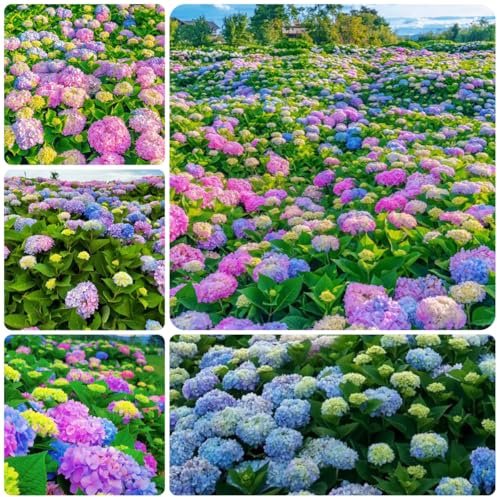 semi resistenti di ortensia, rampicante, giardino selvatici, 35pcs