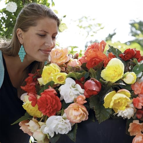 Bloomique - Mélange de 5 - Begonia Odorosa - Mélange de Couleurs - Bulbes à Fleurs - Floraison d'été - Plantes de Jardin - Pousse jusqu'à 30-40 cm