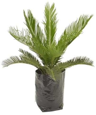 Palma de Iglesia (Cycas Revoluta) Natural Planta de Exterior