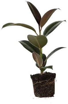 Ficus Elastica Abidjan Natural Árbol Decorativo de Interior o Exterior