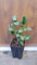 Citrus limon '4 Saisons' (bouture) / Citronnier 4 Saisons/Godet Anti-Chignon
