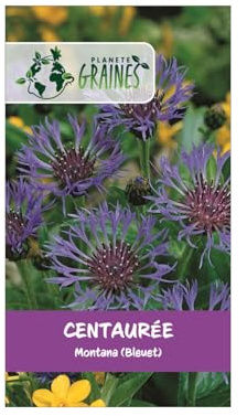 150 graines de centaurée des montagnes centaurea montana bleuet des montagnes fleur vivace mellifère bleu intense -
