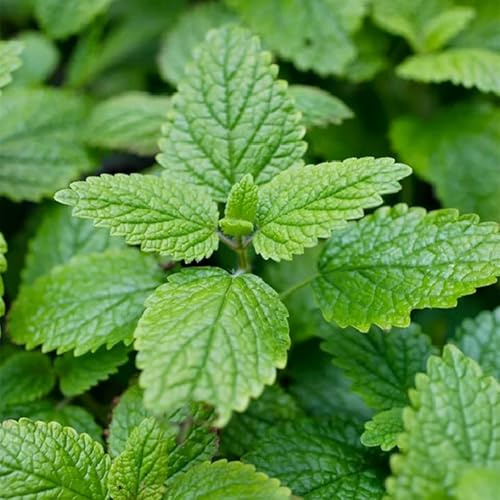 Semi di melissa, verdi Melissa officinale, giardino sul balcone semi di da cucina resistenti 300pcs
