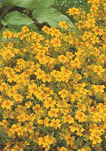 150 Seeds of Flower Tagetes Golden Gem