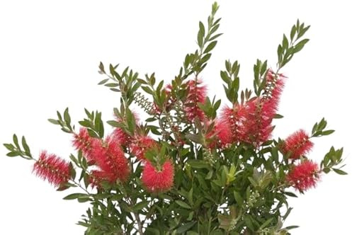 Calistemon Arbusto Natural Árbol de Jardín con Flores Atractivas