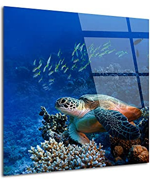 DECLINA Tableau Tortue verre acrylique décorative, Tableau verre acrylique, impression sur Plexis, 80x80 cm