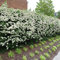 HIMALAYAN Biancospino Crataegus Pyracantha crenulata 15 SEMI