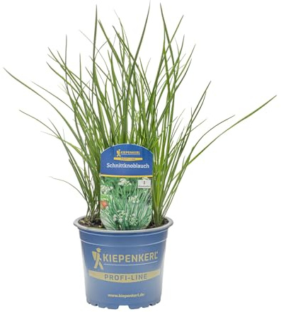 Kiepenkerl Schnittknoblauch Pflanze Allium tuberosum mildes Knoblaucharoma 12cm Topf 8er Set 8 Pflanzen