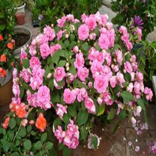 kiskick 100 Stück Pelargonium-Samen, Geranien-Blumengarten, Balkon, Bonsai-Topfpflanze, Dekor-Samen zum Anpflanzen von Gemüse und Obst Rosa Geraniensamen