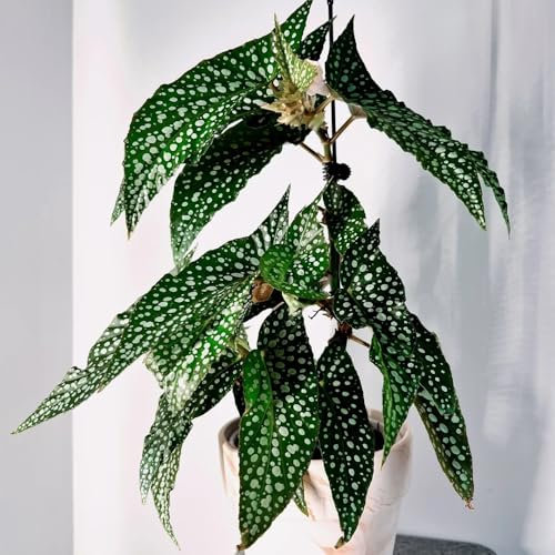 Forellenbegonie Pflanze Samen, luftreinigende zimmerpflanzen Begonia maculata, pflanzen garten balkonpflanzen winterhart mehrjährig zimmer pflanze grünpflanzen, topfpflanzen samen alte 100pcs