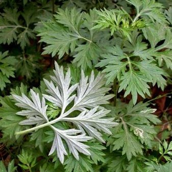 Médicinales chinoises graines herbe d'absinthe, Famille Artemisia annua Graines 200pcs