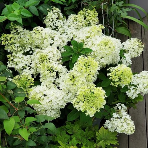 semi di ortensia a pannocchia, rampicanti da esterno decorazioni da giardino per esterni giardino letto rialzato resistenti in vaso interno balcone serra 100pcs