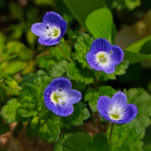 semillas de verónica, primavera, resistentes de medicinales, interior de jardín de rocas de jardín resistentes 40pcs