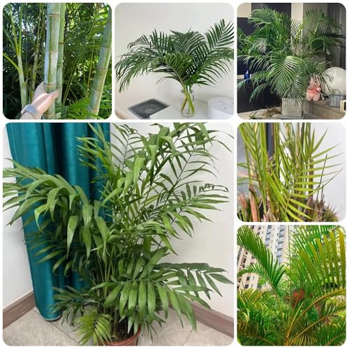 Goldfruchtpalme Samen - exotische pflanzen winterhart Dypsis lutescens - wohnzimmer pflanzen exotische pflanzen grünpflanzen, zimmerpalme grünpflanzen zimmerpflanzen winterharte 50pcs