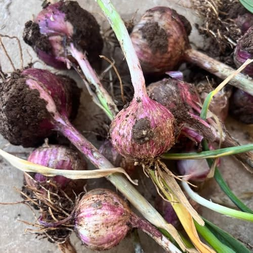 Semillas de ajo, raras comprar de invierno semillas de variedades antiguas de jardín 30pcs