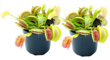 Plantas Que Se Alimentan de Insectos Venus Atrapamoscas Pack 2 Plantas Carnívoras
